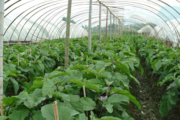 �����߲���ֳ